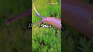 Pink slug #pinkslug #facts #youtubeshorts #shortsvideo #shortsfeed #shorts