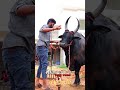 மரண மாஸ்காட்டிய வீரப்பன் காளை சம்பவம்