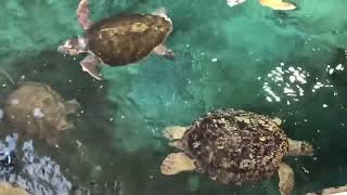 ウミガメ 名古屋港水族館