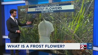 What is a frost flower?