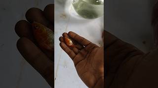 ഗോൾഡ് ഫിഷ്ന് പുതിയ ടാങ്ക് കൊടുത്തു🤩🥰 #goldfish #aquariumfish #youtubeshorts