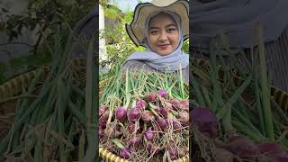 Panen Bawang Merah dari Kebun Sendiri #shorts