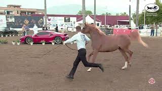 N 43 MAGIC ALYSIA   Vesuvio Trophy 2021   Mares 4 6 years old Class 7B