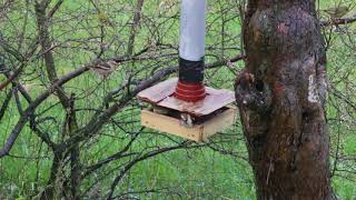 Vogel- Winterfütterung geht zu Ende - Resteverwertung -