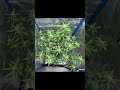 Fastbuds, Banana Purple Punch Autoflower from seed to harvest time lapse..