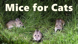 Mice Video and Sounds for Cats ~ Mouse Noises at Night Only Cats Hear 🐭 8 HOURS 🐭