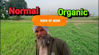 Organic vs Normal ਕਣਕ ਦਾ ਫਰਕ / ਕੋਈ ਰੇਅ ਸਪਰੇਅ ਨੀ ਪਾਣੀ ਵੀ ਮੀਹ ਵਾਲਾ #punjab #organicfarming