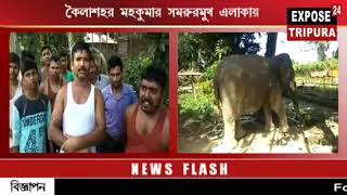 ত্রিপুরার উত্তর ও ঊনকোটি জেলায় সক্রিয় আন্তরাষ্ট্র় হাতী পাচার চক্র