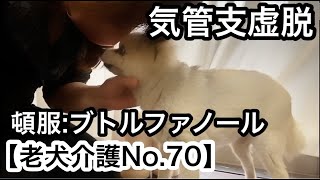 大場久美子【老犬介護No.70】気管支虚脱 （頓服：ブトルファノール）