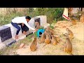 Monkey Eating Food | Monkey Eating Video | Monkey Video | Feeding Vlogs | #Feedingmonkeys