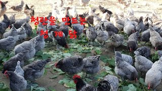 청계 큰병아리\u0026 중닭 분양, 청계 종계농장, 2025, 2,12,