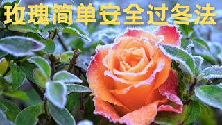 050【J\u0026J花漾年華】【字幕版】 玫瑰 月季 安全过冬 秋冬剪枝及维护 Rose care for Winter