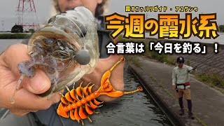 厳しいと言われる霞水系で「今日を釣る」『霞オカッパリガイド・アユサンの今週の霞水系』