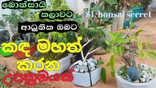 How to make large trunk of bonsai tree/large trunk of bonsai tree in sri lanka2021/SL bonsai secret