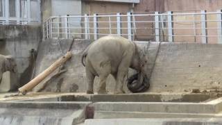 タイヤで遊んでるゾウさん　Elephant playing with tire.