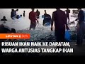 Heboh! Fenomena Ribuan Ikan Naik ke Daratan, Warga Terus Berdatangan Tangkap Ikan | Liputan 6