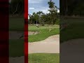 A 'stampede' of kangaroos invaded a Melbourne golf course. #Australia #Melbourne #Shorts #BBCNews