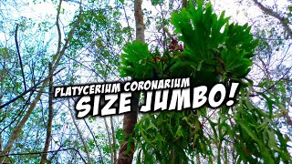 Platycerium Coronarium Size Jumbo dan Scindapsus dipinggir jalan! #Platycerium