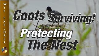 Protecting the Nest - Coots Surviving