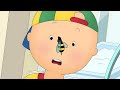 Caillou and the Bee | Caillou's New Adventures