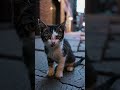 a cat’s lonely heart that no one sees. 🥺😭💔 catlover kitten sad cute fyp cutecat viral short