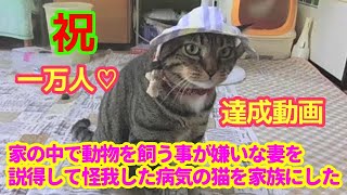 ♯139【猫のほのぼのする話】家の中で動物を飼う事が嫌いな妻を説得して怪我した病気の猫を家族にした