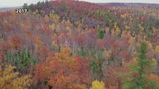 Where to find the peak Minnesota fall colors