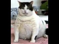 Big fat talking cat