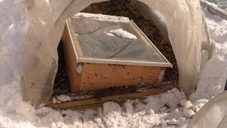 Creating a Tennessee Microclimate in Chicago with a Cold Frame in a Hoop House