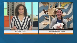 It's Cat-urday! Meet Cindy, the adoptable cat at Humane Ohio