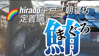 定置網でマグロを獲る！　漁獲枠制限下での奮闘。#マグロ＃定置網