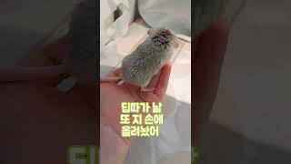 아니 이거 10초밖에 안되는데 왤케 하찮고 귀엽냐 ##펫테일저빌 #관리자님추천뜨게해주세요