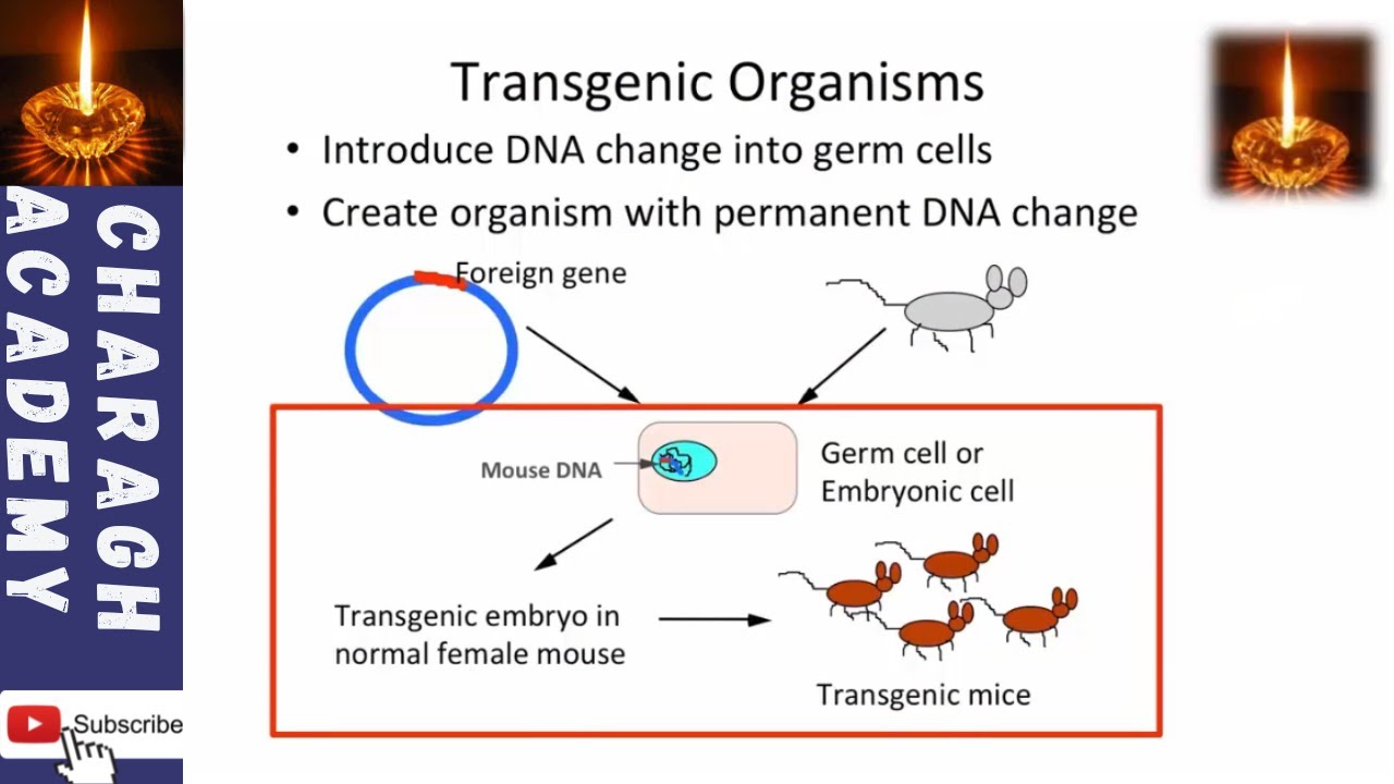 Transgenic Organisms || Genetically Modified Organisms (GMOs) - YouTube