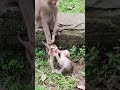 Awesome baby-monkey🌽💋🐒FC4 #monkeys #viral #animals #shortsvideo #monkey #dog #shorts #cat