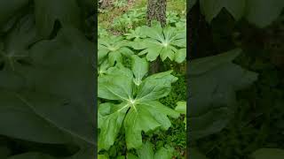 Mayapple (Wild Mandrake) in the woods