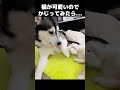 猫が可愛いのでかじってみたらこうなった... 猫 shorts