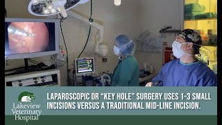 Laparoscopic Surgery Available at Lakeview Vet