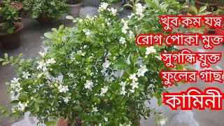 খুব কম যত্নে প্রচুর সুগন্ধি ফুল পেতে লাগান কামিনী গাছ