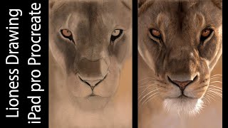 iPad Pro Procreate - Digital Wildlife Art Drawing -