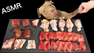 Satisfying And Relaxation with Chewing Sounds | ASMR MUKBANG Pitbull Eating Raw Foods