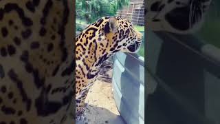 Chunky Dunking Jaguar! SO CUTE