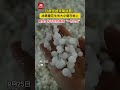 甘肃多地突遇极端天气！冰雹像花生米般大小砸在地上。当地居民：猝不及防！感觉“一秒入冬“。 极端天气 冰雹