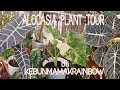 ALOCASIA PLANT TOUR di Kebun Mamak Rainbow