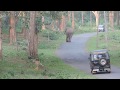 Elephant Obstructing Way