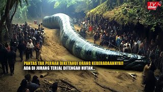 Wujud Ular Raksasa Nabau 33 Meter Penunggu Hutan Kalimantan Terkuak!! Para Ahli Angkat Bicara...
