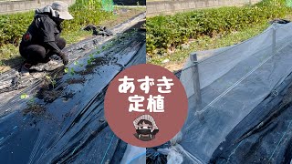 あずき定植【大納言小豆】【あずき】【防虫ネット栽培】【家庭菜園】