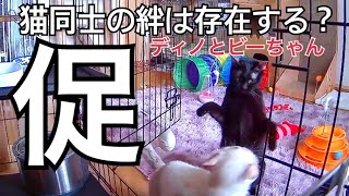 （促）ディノとビーちゃん猫同士の絆は存在するのか？・メメちゃん無事退院！・クロ再生医療2クール終了・スネオは雨が嫌い・里親大募集中！