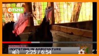 Business Now | Rearing of turkey