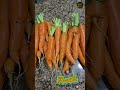 carrot harvest 1 2025