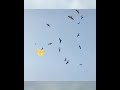 pigeon falcon attack